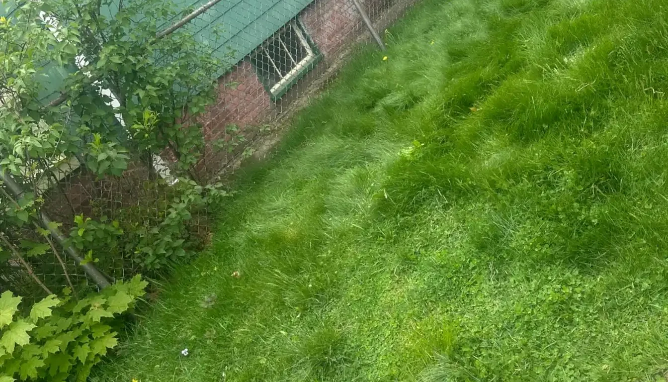 Side lawn beside the house cleared after grill and furniture removal