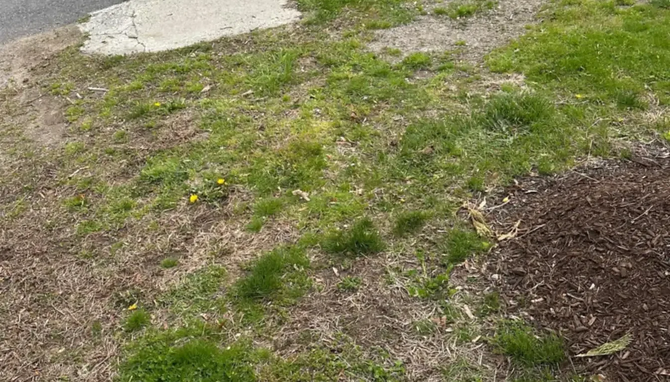 Front lawn cleared after junk pile removal in Rhode Island